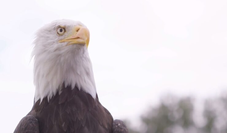 Bald Eagles