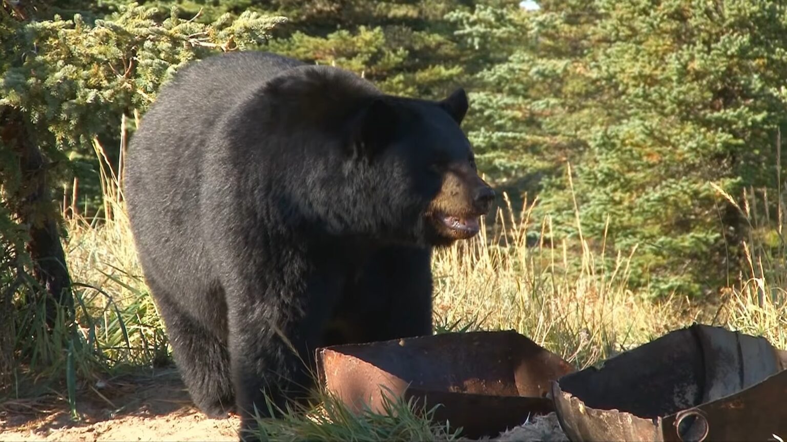 11 Most Dangerous (Deadliest) Animals in Washington State Danger
