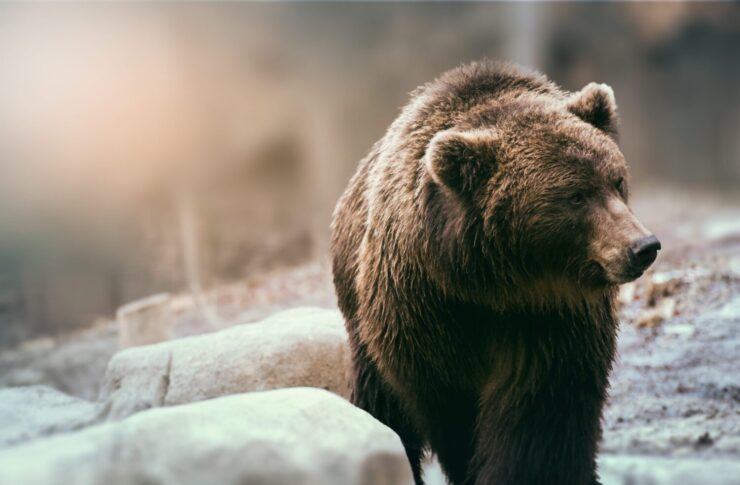 Most Dangerous (Deadliest) Animals in Washington State