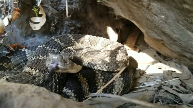 11 Most Dangerous (Deadliest) Animals in Washington State - Danger ...