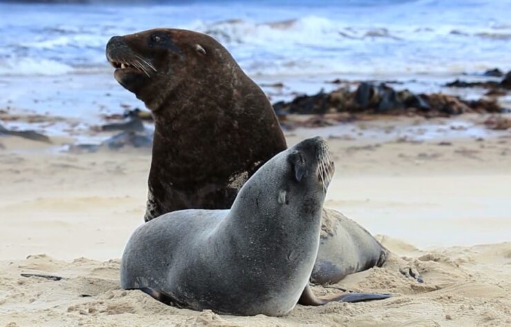 Steller Sea Lions