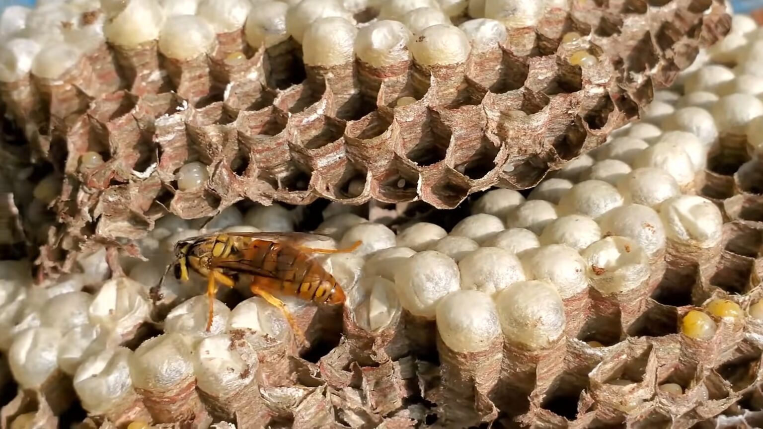 11 Most Dangerous (Deadliest) Animals in Washington State Danger